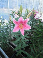 [1794 Marlon 2N No02.JPG]